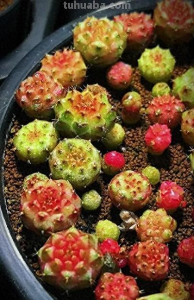 新手养米哈仙人球：避坑指南与养护秘籍 - 今日头条