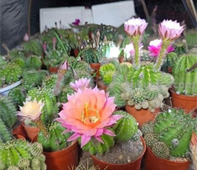 仙人球别乱养！记住这6点，球体圆润饱满，年年开花爆盆 - 今日头条