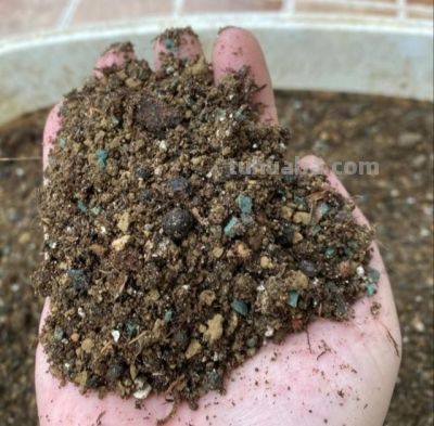 仙人球别乱养！记住这6点，球体圆润饱满，年年开花爆盆 - 图画吧TUHUABA