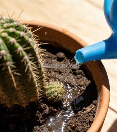 仙人球别乱养！记住这6点，球体圆润饱满，年年开花爆盆 - 图画吧TUHUABA