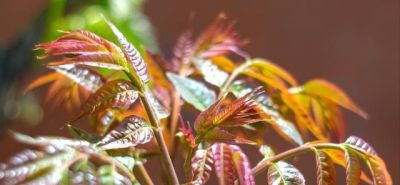 你听我的，3月吃蔬菜，首选这10样，全是时令鲜蔬，错过再等一年 - 图画吧TUHUABA