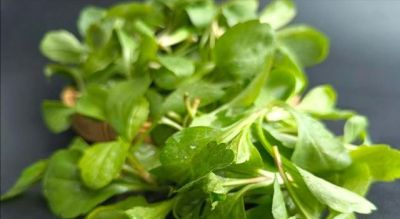 你听我的，3月吃蔬菜，首选这10样，全是时令鲜蔬，错过再等一年 - 图画吧TUHUABA