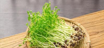 你听我的，3月吃蔬菜，首选这10样，全是时令鲜蔬，错过再等一年 - 图画吧TUHUABA