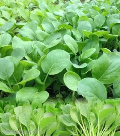 你听我的，3月吃蔬菜，首选这10样，全是时令鲜蔬，错过再等一年 - 图画吧TUHUABA