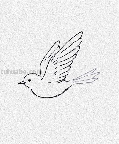 小鸟展翅飞 简笔绘轻盈 心随天空翱翔丨记忆简笔画分享 - 图画吧TUHUABA