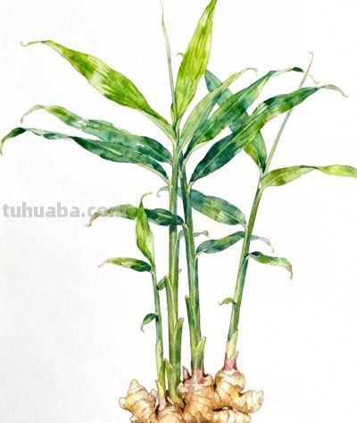 水彩画｜生姜 - 今日头条