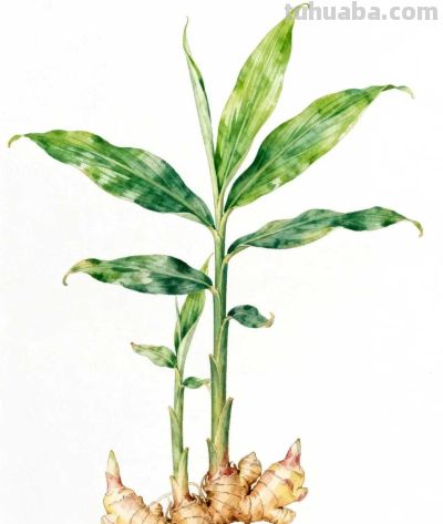 水彩画｜生姜 - 图画吧TUHUABA