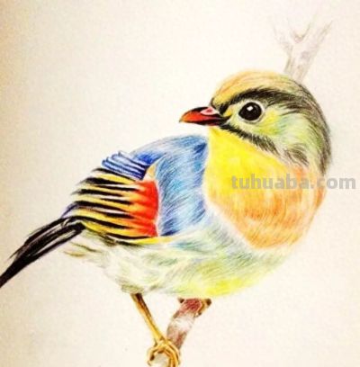 彩铅画出来的漂亮小鸟 - 今日头条