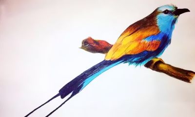 彩铅画出来的漂亮小鸟 - 图画吧TUHUABA