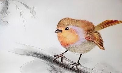 彩铅画出来的漂亮小鸟 - 图画吧TUHUABA