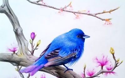 彩铅画出来的漂亮小鸟 - 图画吧TUHUABA