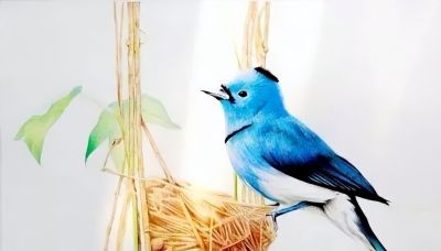 彩铅画出来的漂亮小鸟 - 图画吧TUHUABA