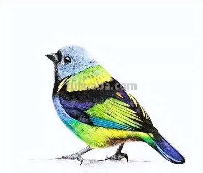 彩铅画出来的漂亮小鸟 - 图画吧TUHUABA