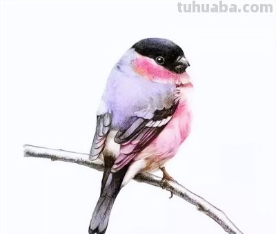 彩铅画出来的漂亮小鸟 - 图画吧TUHUABA