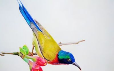 彩铅画出来的漂亮小鸟 - 图画吧TUHUABA