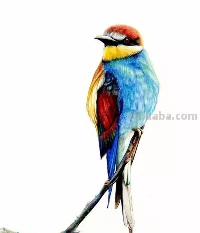 彩铅画出来的漂亮小鸟 - 图画吧TUHUABA