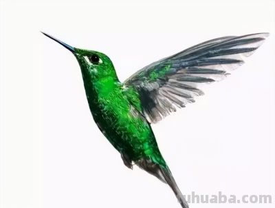 彩铅画出来的漂亮小鸟 - 图画吧TUHUABA