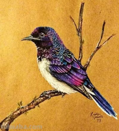 彩铅画出来的漂亮小鸟 - 图画吧TUHUABA