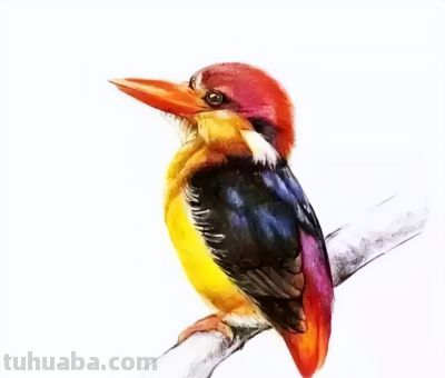 彩铅画出来的漂亮小鸟 - 图画吧TUHUABA