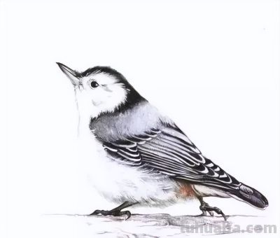 彩铅画出来的漂亮小鸟 - 图画吧TUHUABA