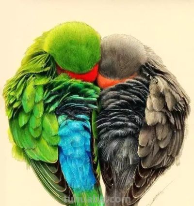 彩铅画出来的漂亮小鸟 - 图画吧TUHUABA