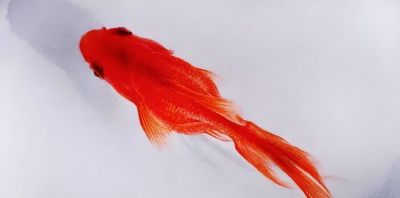 这位彩铅画的金鱼太美啦！ - 图画吧TUHUABA