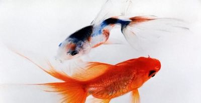 这位彩铅画的金鱼太美啦！ - 今日头条