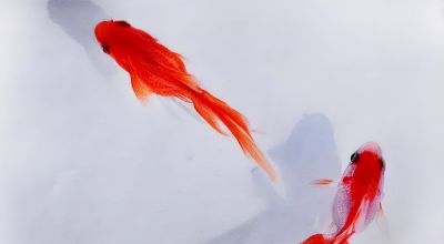 这位彩铅画的金鱼太美啦！ - 图画吧TUHUABA