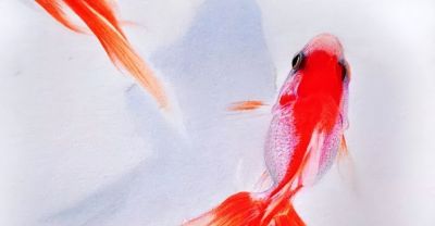 这位彩铅画的金鱼太美啦！ - 图画吧TUHUABA