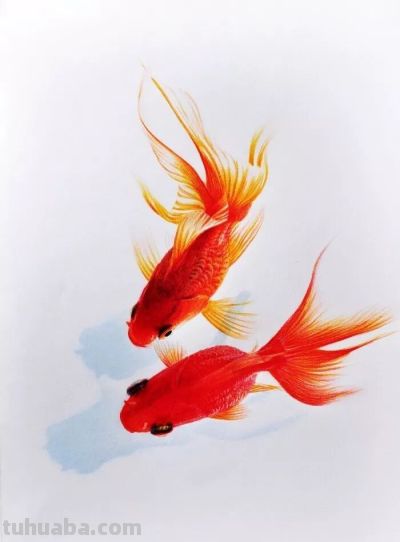 这位彩铅画的金鱼太美啦！ - 图画吧TUHUABA