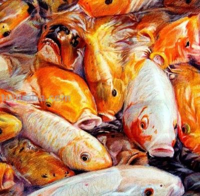 这位彩铅画的金鱼太美啦！ - 图画吧TUHUABA