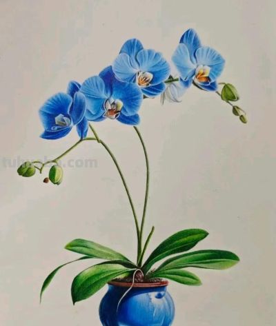 好美的彩铅画 - 图画吧TUHUABA