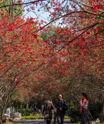 收集春日的心动色彩，画出一个锦绣天府安逸四川 - 图画吧TUHUABA
