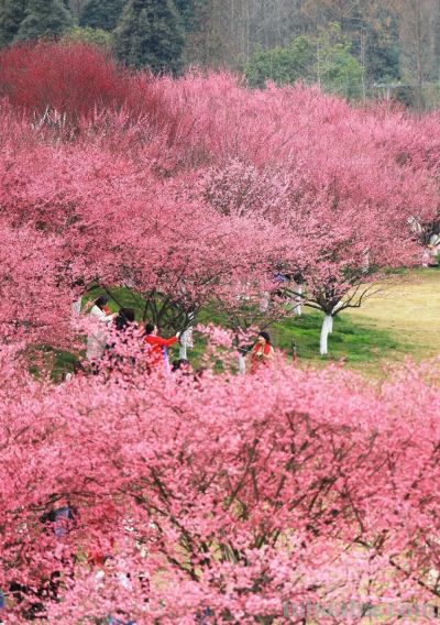 收集春日的心动色彩，画出一个锦绣天府安逸四川 - 图画吧TUHUABA