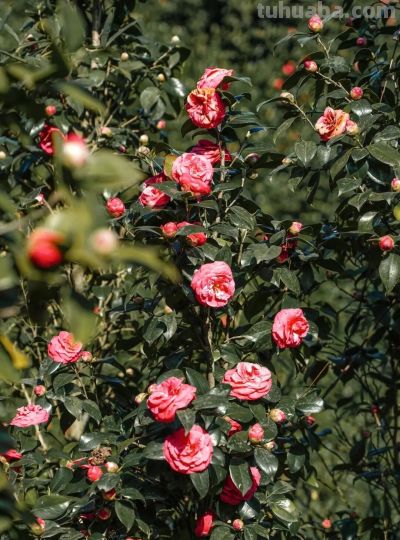 收集春日的心动色彩，画出一个锦绣天府安逸四川 - 图画吧TUHUABA