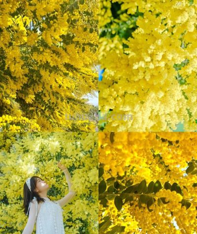 收集春日的心动色彩，画出一个锦绣天府安逸四川 - 图画吧TUHUABA