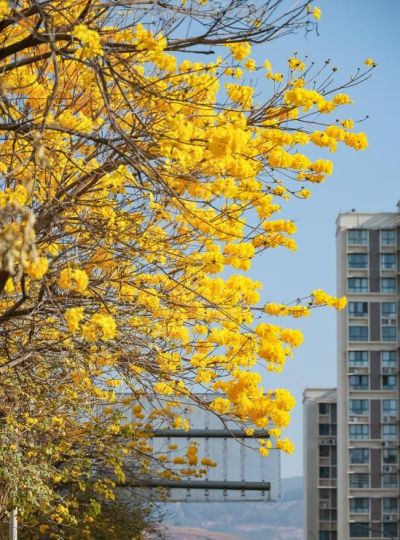 收集春日的心动色彩，画出一个锦绣天府安逸四川 - 图画吧TUHUABA