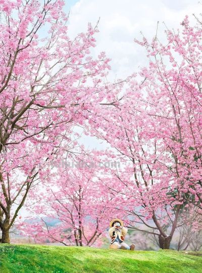 收集春日的心动色彩，画出一个锦绣天府安逸四川 - 图画吧TUHUABA