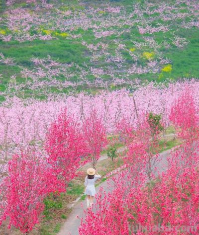 收集春日的心动色彩，画出一个锦绣天府安逸四川 - 图画吧TUHUABA