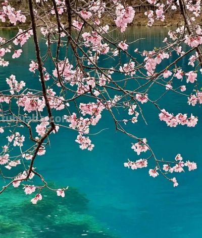 收集春日的心动色彩，画出一个锦绣天府安逸四川 - 图画吧TUHUABA