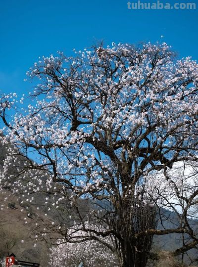 收集春日的心动色彩，画出一个锦绣天府安逸四川 - 图画吧TUHUABA