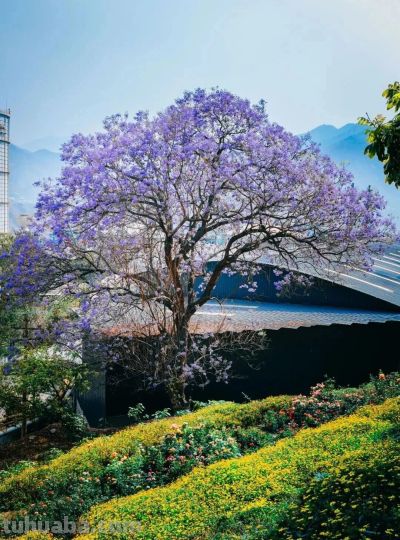 收集春日的心动色彩，画出一个锦绣天府安逸四川 - 图画吧TUHUABA