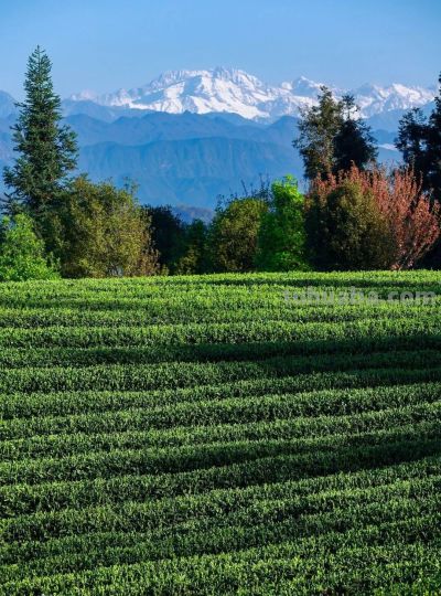 收集春日的心动色彩，画出一个锦绣天府安逸四川 - 图画吧TUHUABA