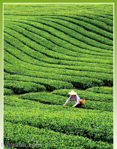 收集春日的心动色彩，画出一个锦绣天府安逸四川 - 图画吧TUHUABA