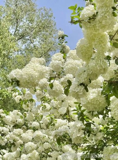 收集春日的心动色彩，画出一个锦绣天府安逸四川 - 图画吧TUHUABA