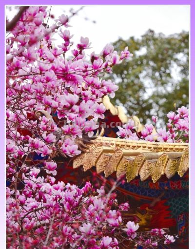 收集春日的心动色彩，画出一个锦绣天府安逸四川 - 图画吧TUHUABA