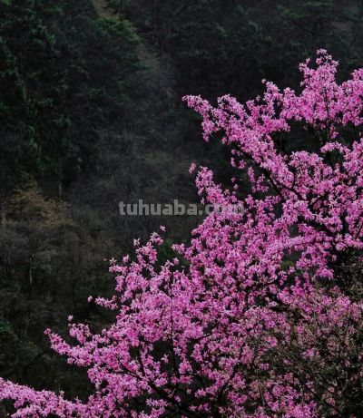 收集春日的心动色彩，画出一个锦绣天府安逸四川 - 图画吧TUHUABA