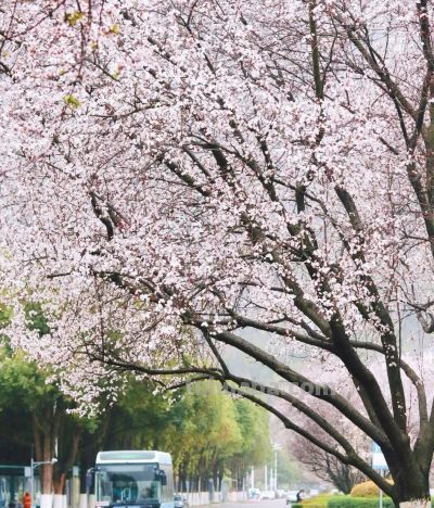 收集春日的心动色彩，画出一个锦绣天府安逸四川 - 图画吧TUHUABA