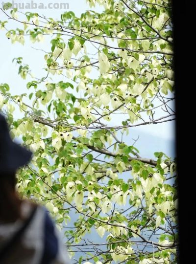 收集春日的心动色彩，画出一个锦绣天府安逸四川 - 图画吧TUHUABA