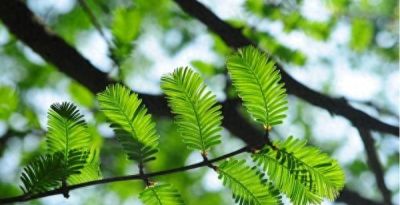 树叶为什么会变彩色？秋天的色彩“奥秘”都藏在这里 - 今日头条